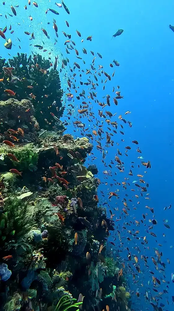 Pillarsteen wall dive on the south side of Padar Kecil in Komodo