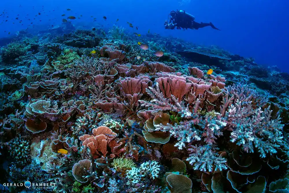 Police Corner dive site featuring overhangs and big fish schools in Komodo