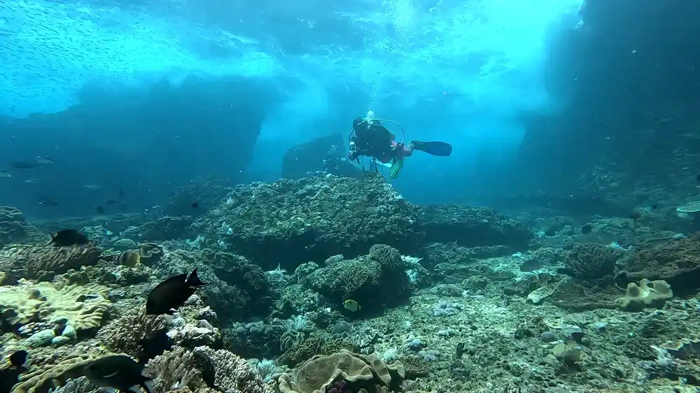 Secret Garden dive site in Komodo with coral garden and abundant macro life