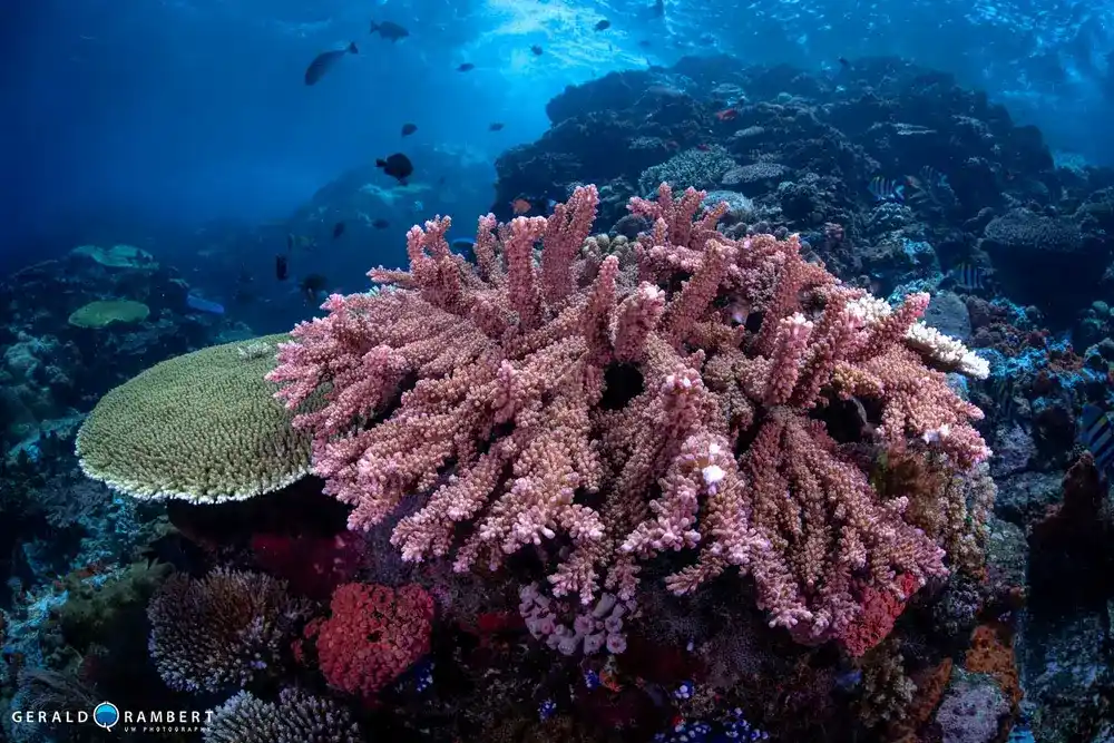 TAtawa Besar dive site in Komodo featuring healthy reefs and marine life