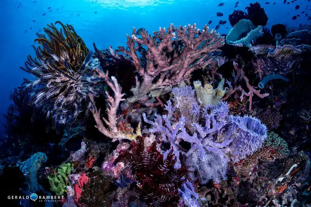 TAtawa Kecil coral garden in Komodo National Park