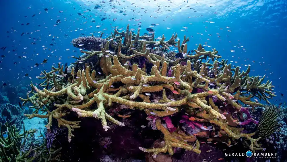 Torpedo Alley macro diving spot in south Komodo