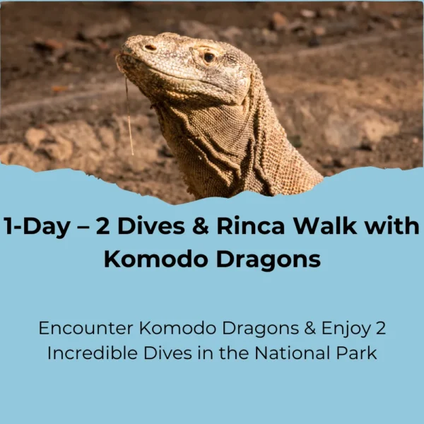 Rinca Dragon Trek & 2 Dives – A True Komodo Experience