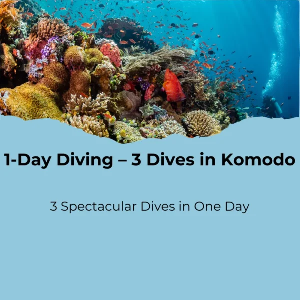 1-Day Diving in Komodo – 3 Dives in Paradise