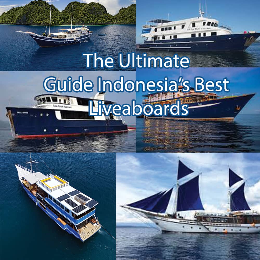 best liveaboard diving in indoenesia top choice