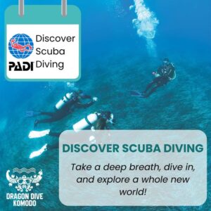 Discover Scuba Diving in Komodo – Pool & No-Pool Options