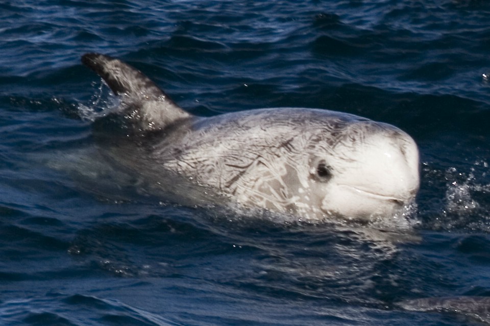 Pantropical Spotted Dolphin